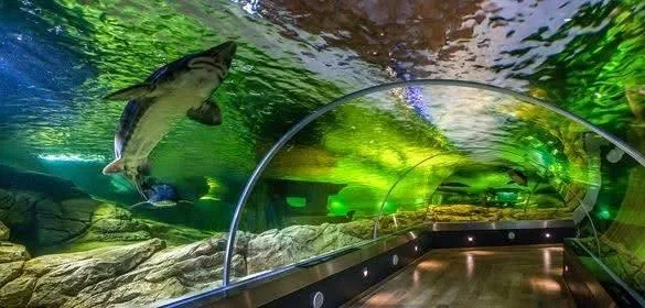 NEMOKAMAS JŪRŲ MUZIEJUS IR KUPINAS ŠYPSENŲ DELFINU ŠOU