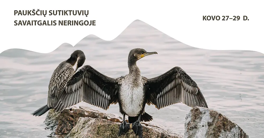Paukščių sutiktuvių savaitgalis Neringoje